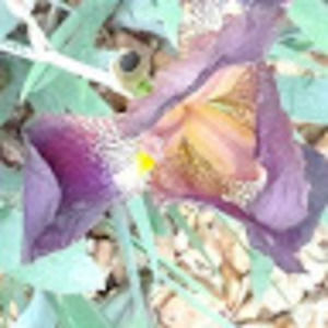 Meet your Posher, Adam